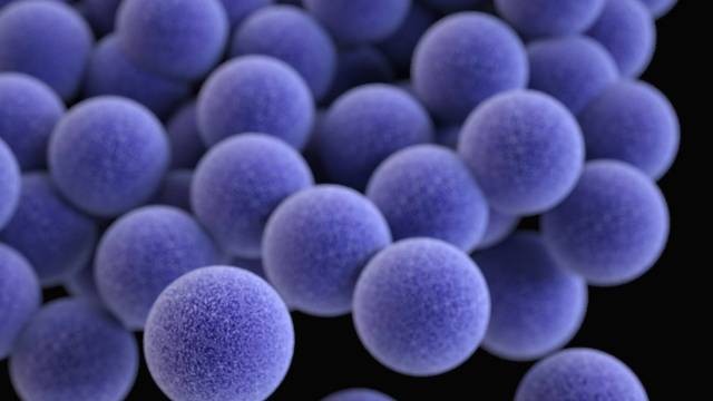 Turing-Roche festival